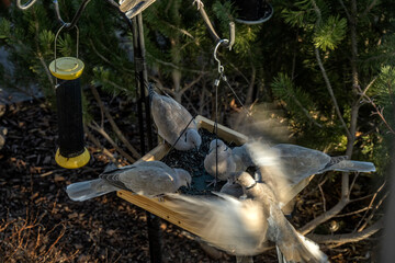 Eurasian collared doves (Streptopelia decaocto) feeding in Nighthawk Gardens;  Wyoming