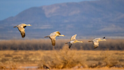 Photograph of Sandhill Cranes