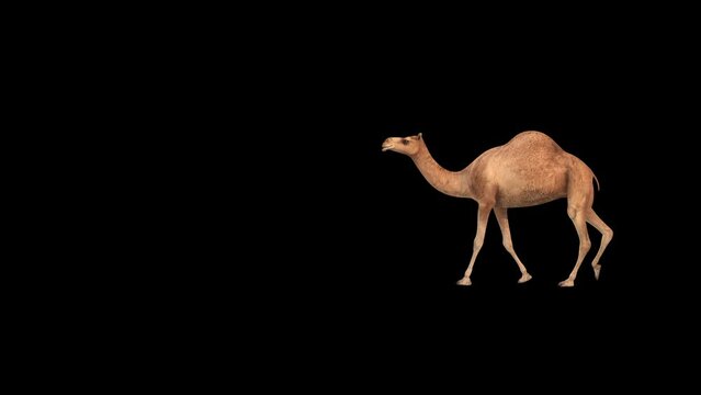 Walking lonely camel