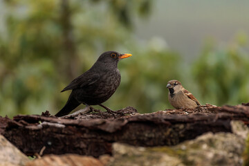 Blackbird and Sparrow. Common blackbird (Turdus merula). House sparrows.  (Passer domesticus).  