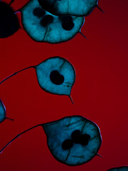 Pianta di lunaria secca fotografata con luci colorate blu su sfondo rosso