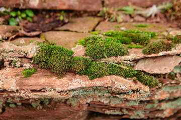 Green moss grows on red rock . Plants on old rocks under the open sky.