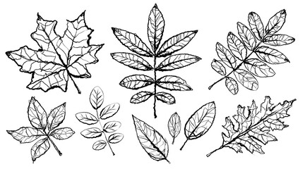 Fototapeta premium Tropical leaves. Textured ink brush drawing 