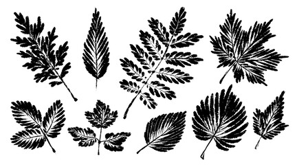 Tropical leaves. Textured ink brush drawing
- 565953292