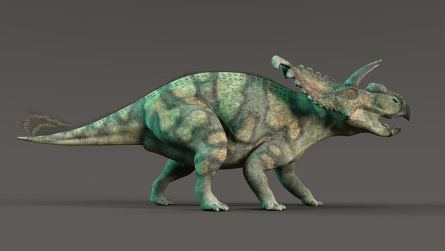 3d-illustration of an isolated extincted dinosaur albertaceratops