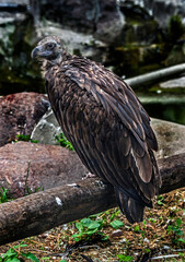 Cinereous vulture also known as the black vulture, monk vulture, or Eurasian black vulture. Latin name - Aegypius monachus