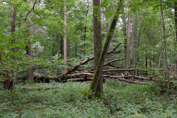 Alder tree deciduous stand