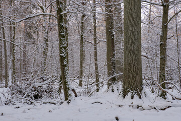 Wintertime landscape of snowy deciduous stand