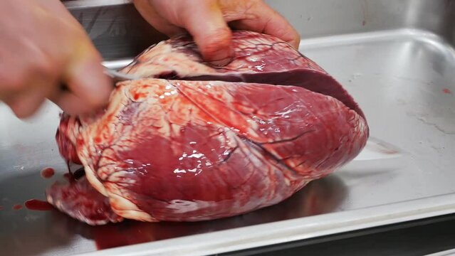 Butcher's hands cut a large raw beef heart with a sharp large knife in a steel container. Bull's heart as a beef offal. Oversized yk heart