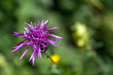 Demi deuil sur centaurée Scabieuse en été  dans le Vercors