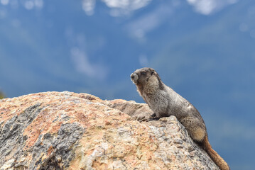 Close up of a groundhog on a rock with mountain in the background on Blackcomb mountain, whistler, Canada