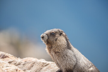 Close up of a groundhog on a rock with mountain in the background on Blackcomb mountain, whistler, Canada