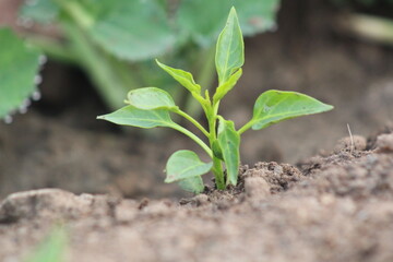 young plant in the ground