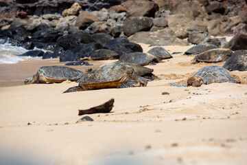 Meeresschildkröten, Turtels, am Strand von Hawaii, Maui 