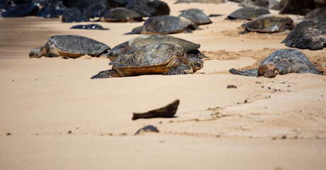 Meeresschildkröten, Turtels, am Strand von Hawaii, Maui  - obrazy, fototapety, plakaty