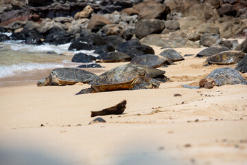 Meeresschildkröten, Turtels, am Strand von Hawaii, Maui 