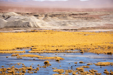 Atacama Desert Yellow Bloom