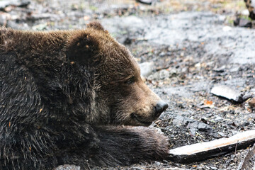 close up of grizzly bear face side profile