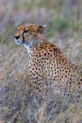 Wild cheetah in serengeti national park