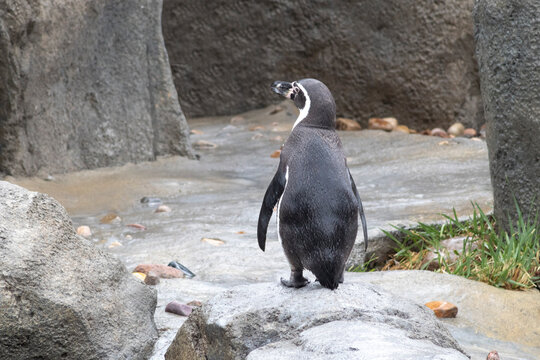 penguin walking on rocks