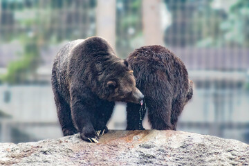 grizzly bear drinking other bears pee