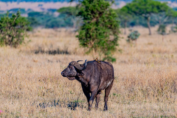 Wild buffalo in Serengeti National Park