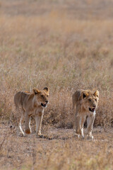 Wild young lions in the Serengeti National Park in the heart of Africa
