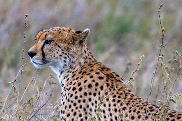 Wild cheetah in serengeti national park
