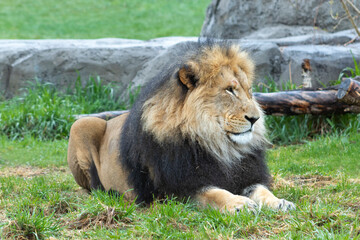 male lion laying in green grass resting while looking around