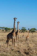 wild giraffes in Serengeti National Park in the heart of Africa