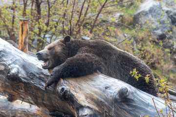 grizzly bear laying on log yawning