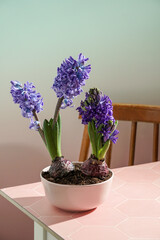 purple hyacinths still life. spring easter composition on pink background