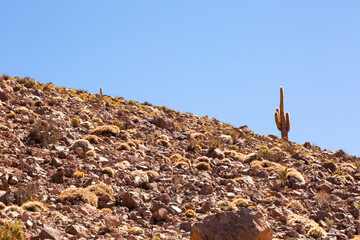 Atacama Desert Cactus