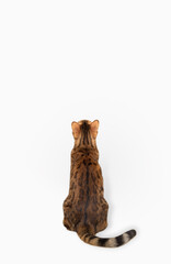 Bengal cat sits with his back to the camera on a white background