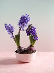 purple hyacinths still life. spring easter composition on pink background