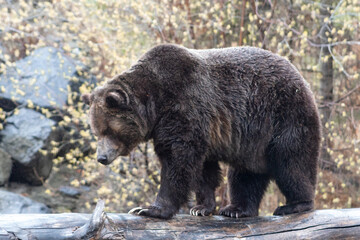grizzly bear walking on fallen log