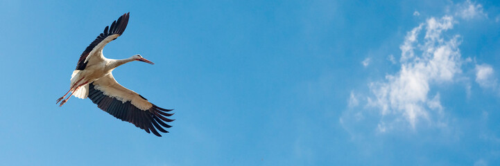 Fliegender Weißstorch (Ciconia ciconia), Panorama