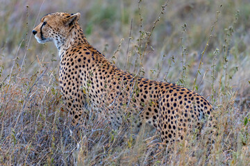Wild cheetah in serengeti national park