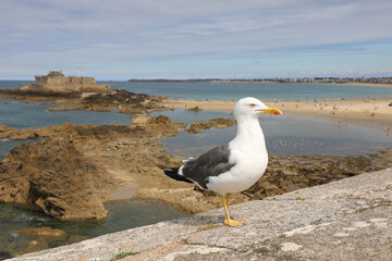 Fototapeta na wymiar large yellow-billed gull on lookout near the sea in France in Europe