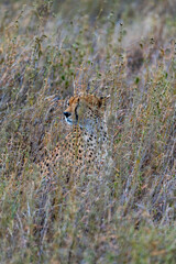 Wild cheetah in serengeti national park