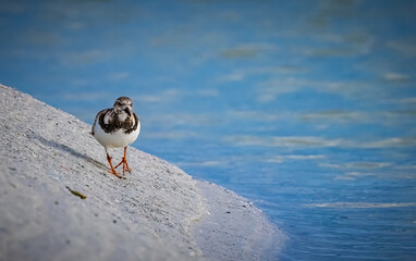 Brown, black and white Ruddy Turnstone bird walks along the shore