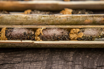 Osmia rufa, Mason bee cocoons in nesting reed close-up, harvesting