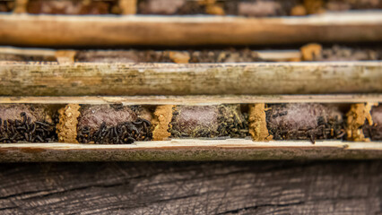 Osmia rufa, Mason bee cocoons in nesting reed close-up, harvesting