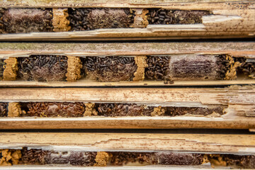 Osmia rufa, Mason bee cocoons in nesting reeds close-up, harvesting