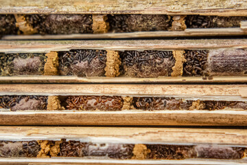 Osmia rufa, Mason bee cocoons in nesting reeds close-up, harvesting