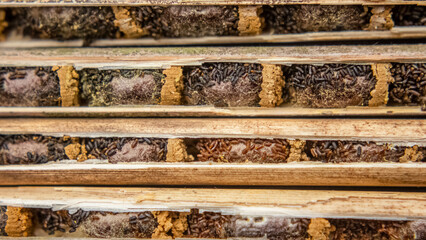 Osmia rufa, Mason bee cocoons in nesting reeds close-up, harvesting
