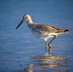 Profile of wading bird called willet
