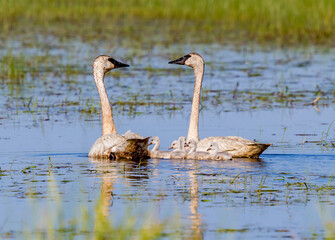 Swans swim in a pond near the reeds with a brood of small swans.