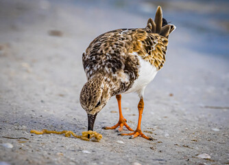 Ruddy Turnstone pulls worms out of the sand along the beach at Fort DeSoto