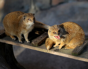 Photos of loving mongooses in a sunny winter